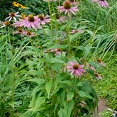 Eastern Purple Coneflower